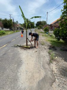 Jalan Berlubang, Warga Tanam Pohon Pisang Sebagai Bentuk Protes