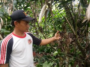 Warga Pekon Bandar Baru Tanam Rotan Di Kebun Kopi.