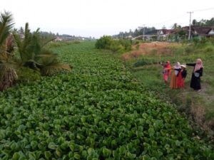 Ternyata Ini, Yang Akibatkan Petani Galau