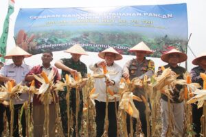 Secara Vicon, Wakil Presiden RI Dukung Program Gerakan Nasional Han Pangan, Kodim 0429/Lamtim Panen Raya Jagung